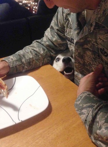 Dog tucked underneath arm of human seated at table