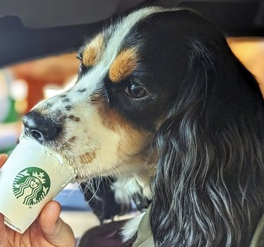 Cavalier King Charles spaniel eating a puppucino.