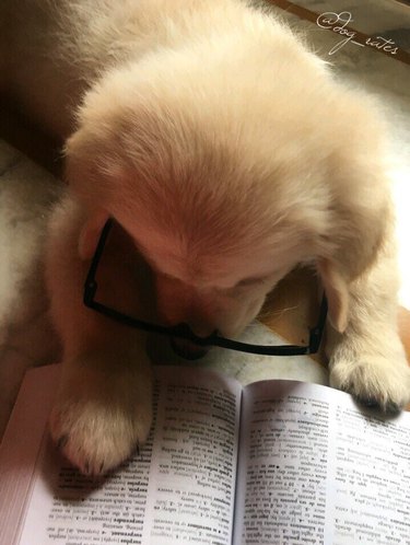 dog falls asleep reading book