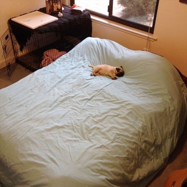 small dog on big bed