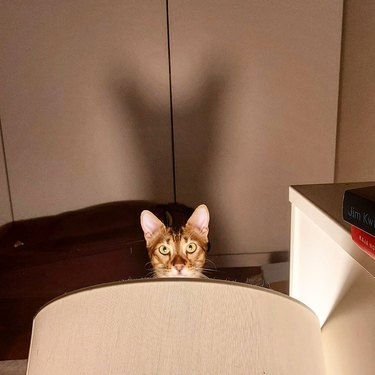 cat watches person from behind lamp, their shadow is on the wall