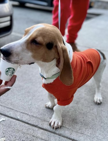 Beagle in an orange sweater enjoying a starbucks treat.