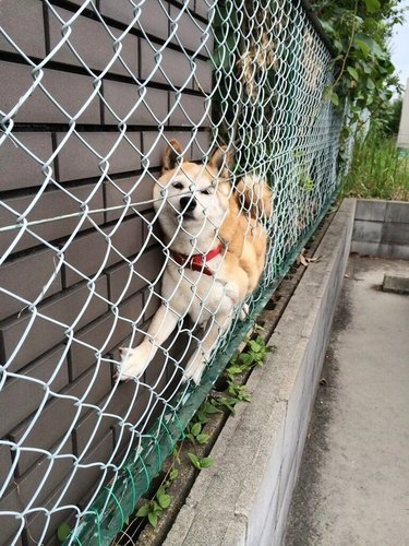 Dog stuck between wall and fence.