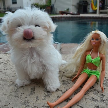 small dog next to barbie doll