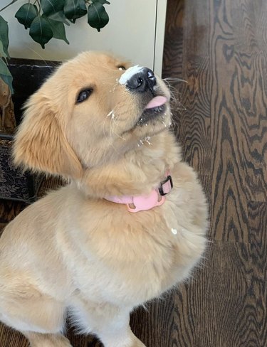 Golden retriever puppy with whipped cream on their nose and their tongue out.
