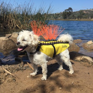 A small white dog wearing a yellow CoyoteVest with CoyoteWhiskers