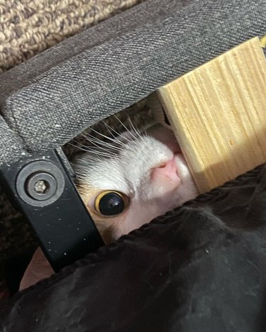 cat peeping through a opening in the couch