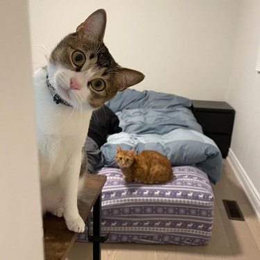 Two cats watch human from a cushion and a table