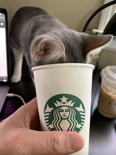 Gray cat with their head almost fully in a Starbucks cup.