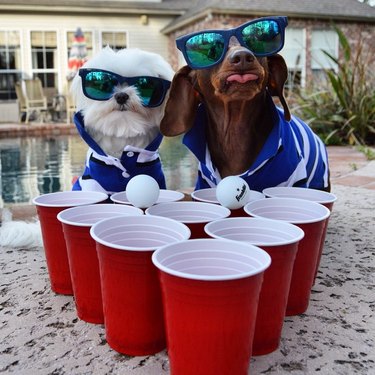 dogs in sunglasses playing beer pong