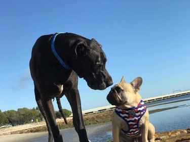 two dogs, one big, one small