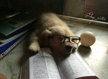dog falls asleep reading book