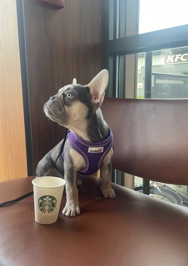 French bulldog sitting next to a Starbucks cup on a leather bench.