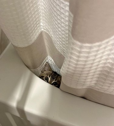 cat hiding behind shower curtain