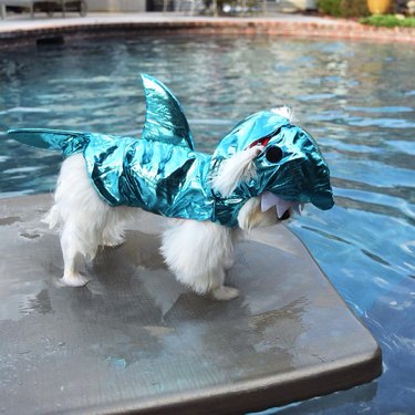 small dog in shark costume