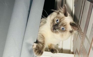 cat peers around curtain like Jack Nicholson from The Shining