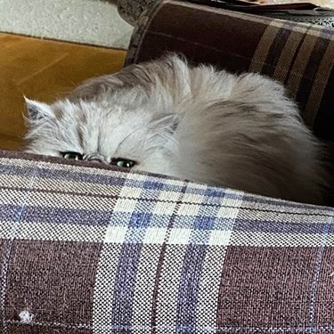 cat watching from behind the arm of a couch