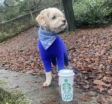Cavapoo looking dapper in a purple sweater and bandana in Autumn, and standing next to a Starbucks cup.