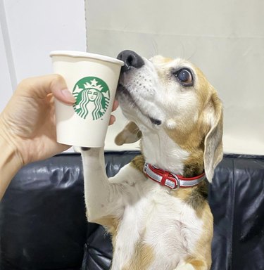 Beagle looks excited and wide-eyed as they enjoy a Starbucks puppucino.