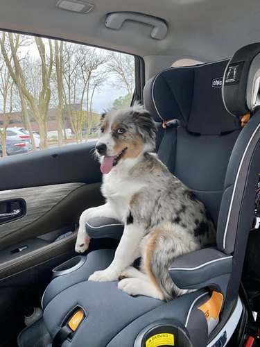 Australian shepherd puppy sits in a car seat looking happy.