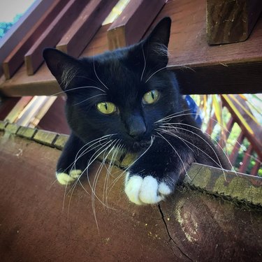 cat intently watching human for a wooden deck opening