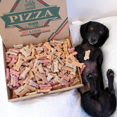 dog next to box full of bones