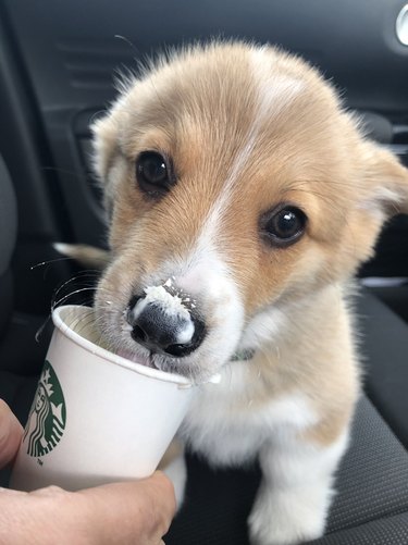 Small puppy with whipped cream their nose laps up a Starbucks puppucino.