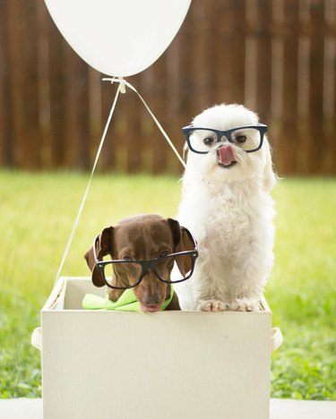 dogs in balloon box