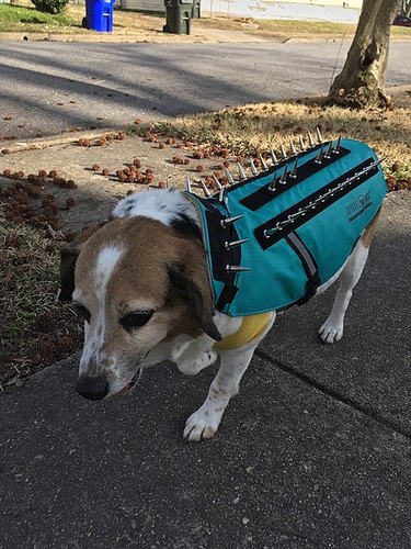 A beagle in a blue spiked CoyoteVest