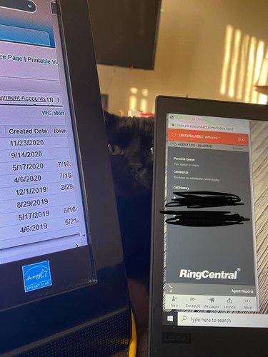 cat staring at owner between opening in computer monitors