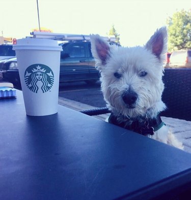Westie dog sitting at a table with a Starbucks cup.