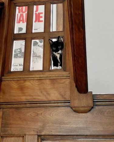 cat sticking their head through part of an open window