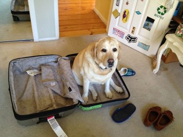 Dog sitting in suitcase.
