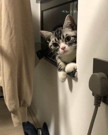 cat watches person from window perch