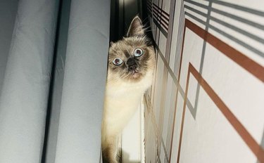 cat peers around curtain like Jack Nicholson from The Shining