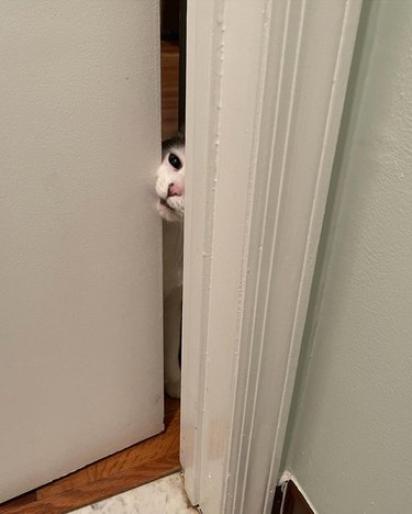 cat peers through door