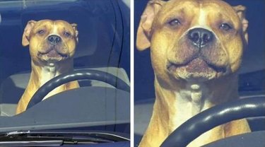 sad dog behind steering wheel of car