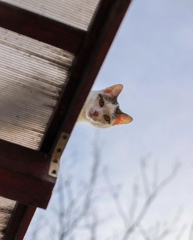 cat watching person from atop a roof