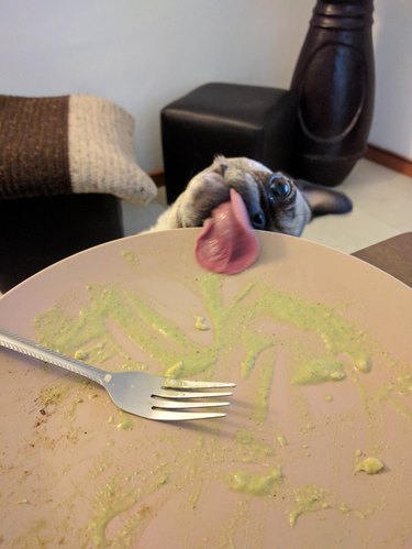 Dog licking plate