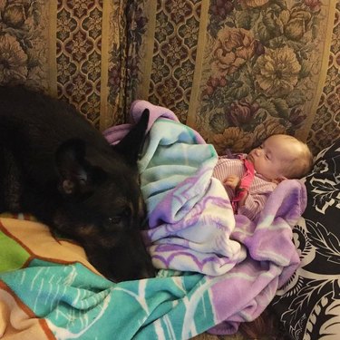 dog protects baby