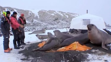 Seals trampling campsite.