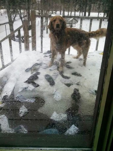 Dog standing in melted snow surrounded with stolen socks.