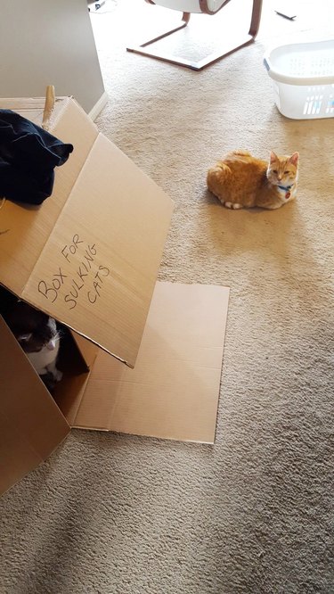 Cat sitting in a box that is labeled "box for sulking cats" and there is a new cat