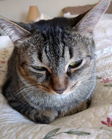 cat loafing on bed