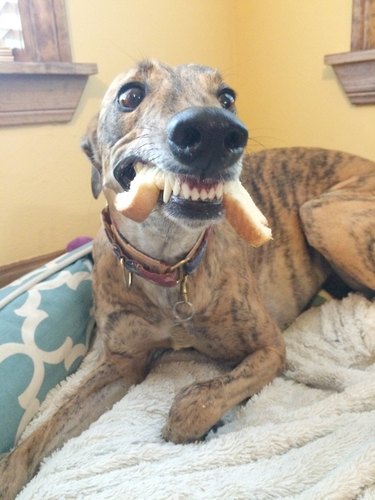Funny dog eating french toast weird