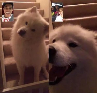 Happy dog facetiming with his family