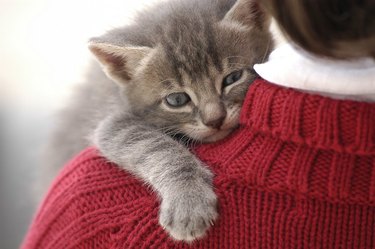 cat hugs person in red sweater