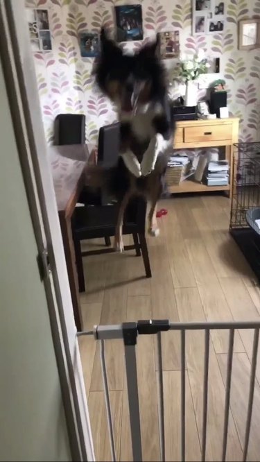 dog jumps for joy