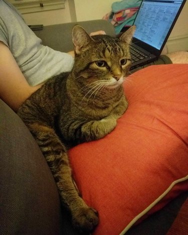 cat sits on man's lap