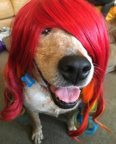 dog wearing red wig